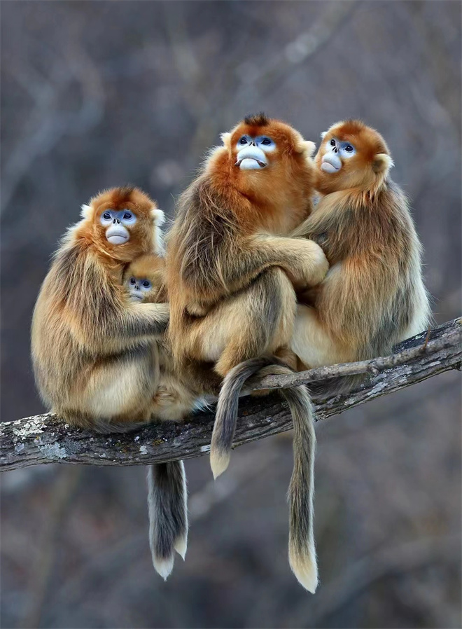 Science封面文章：西北大学金丝猴研究团队首次系统揭示灵长类社会演化之谜_fororder_金丝猴家族（欧阳冠来供图）
